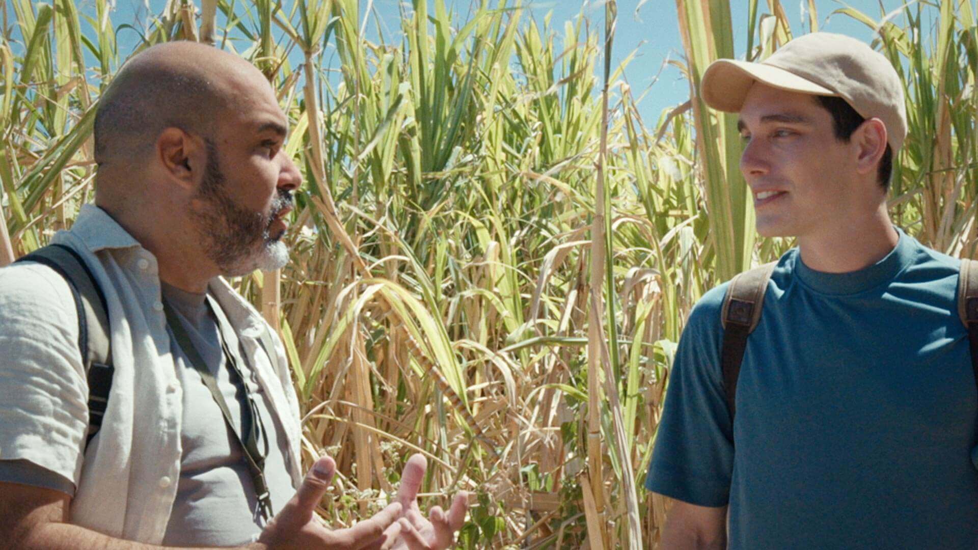 Coltivazioni di canna da zucchero, La Palma