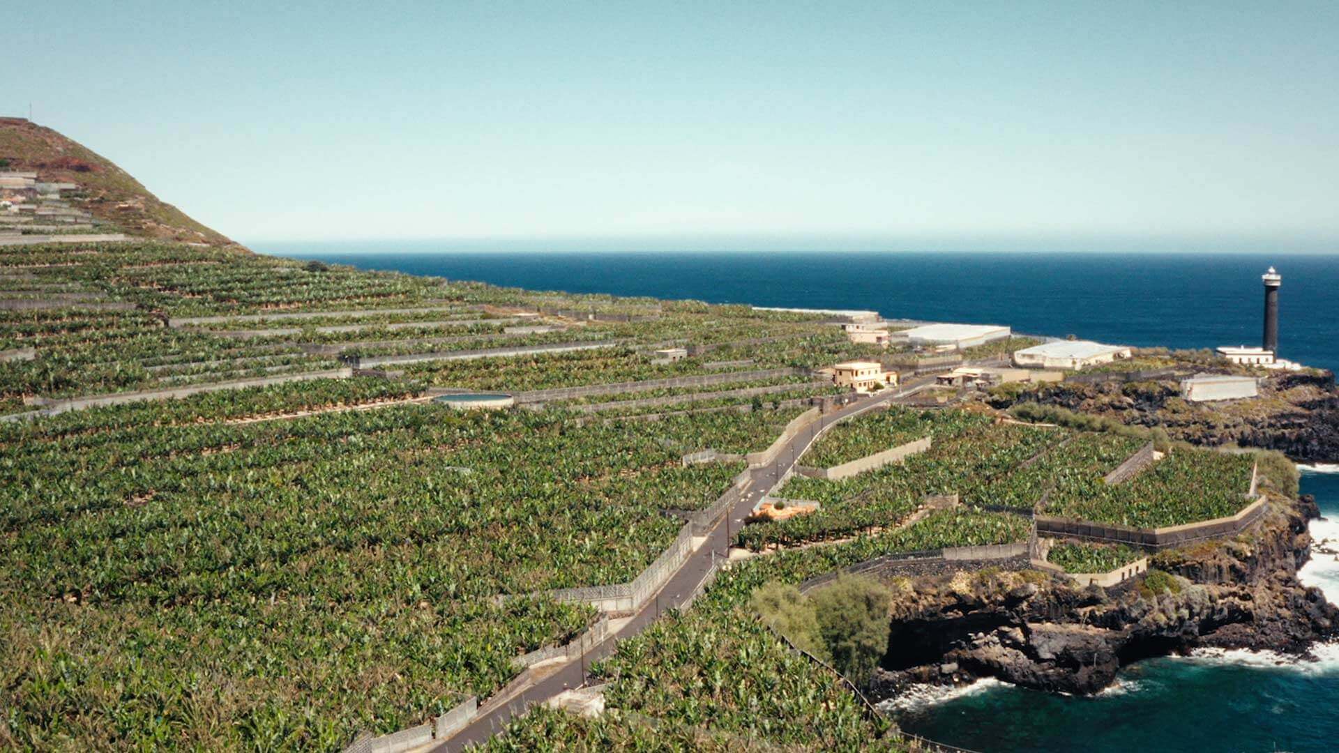 Piantagioni di banae, La Palma