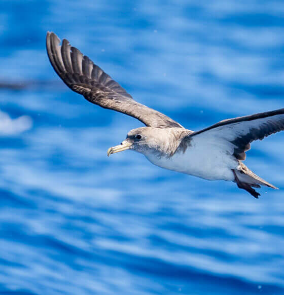 Uccello marino dal piumaggio grigio e dalle lunghe ali scure che plana sul mare blu.