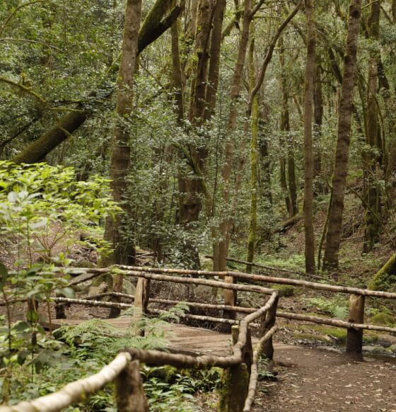 Parque Nacional de Garajonay