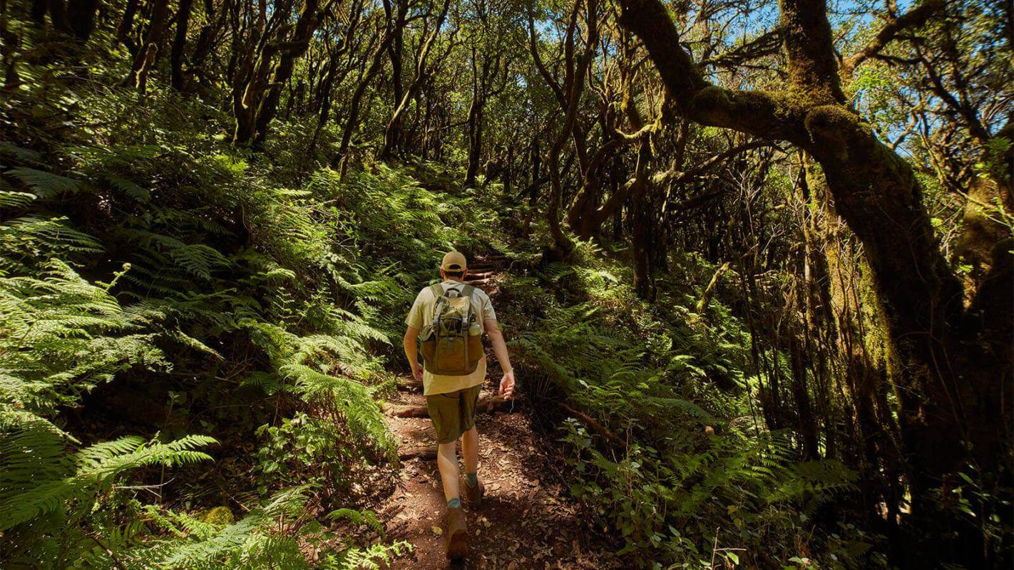 Parco Nazionale di Garajonay, La Gomera / Foreste preistoriche del Parco Nazionale di Garajonay, La Gomera.