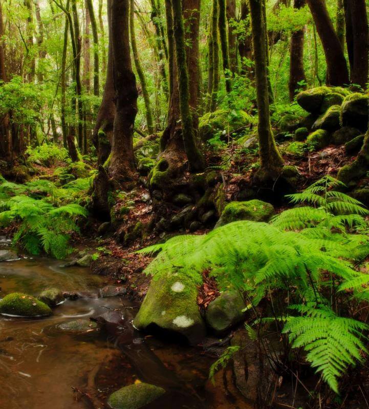 Foresta di laurisilva a El Cedro, La Gomera.