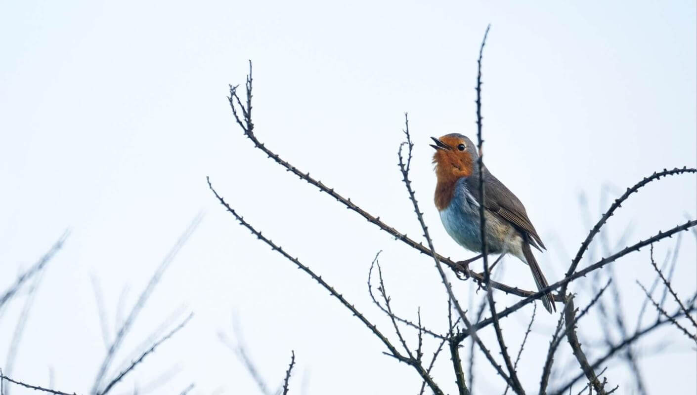 Pettirosso di Tenerife