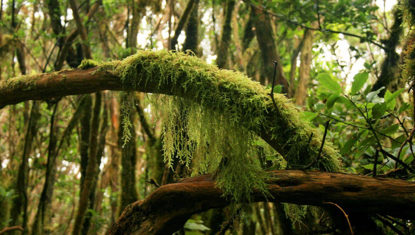 Foresta umida di Anaga con tronchi ricoperti di muschio, liane e fitta vegetazione.