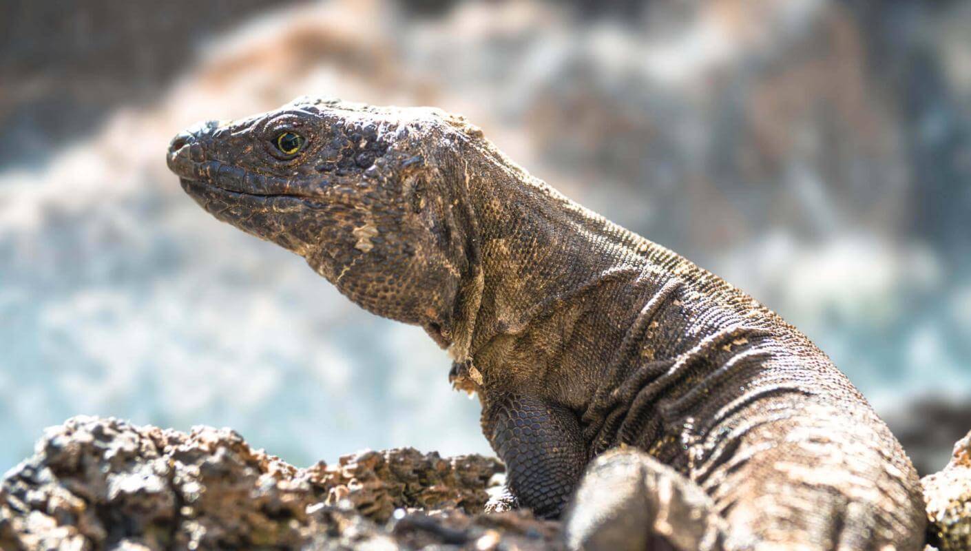 Lagarto gigante (lucertola endemica protetta delle Isole Canarie) di El Hierro su roccia vulcanica.