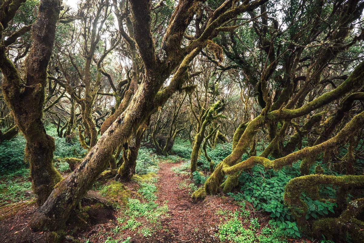 Reserva de Mencáfete Espacios naturales de El Hierro