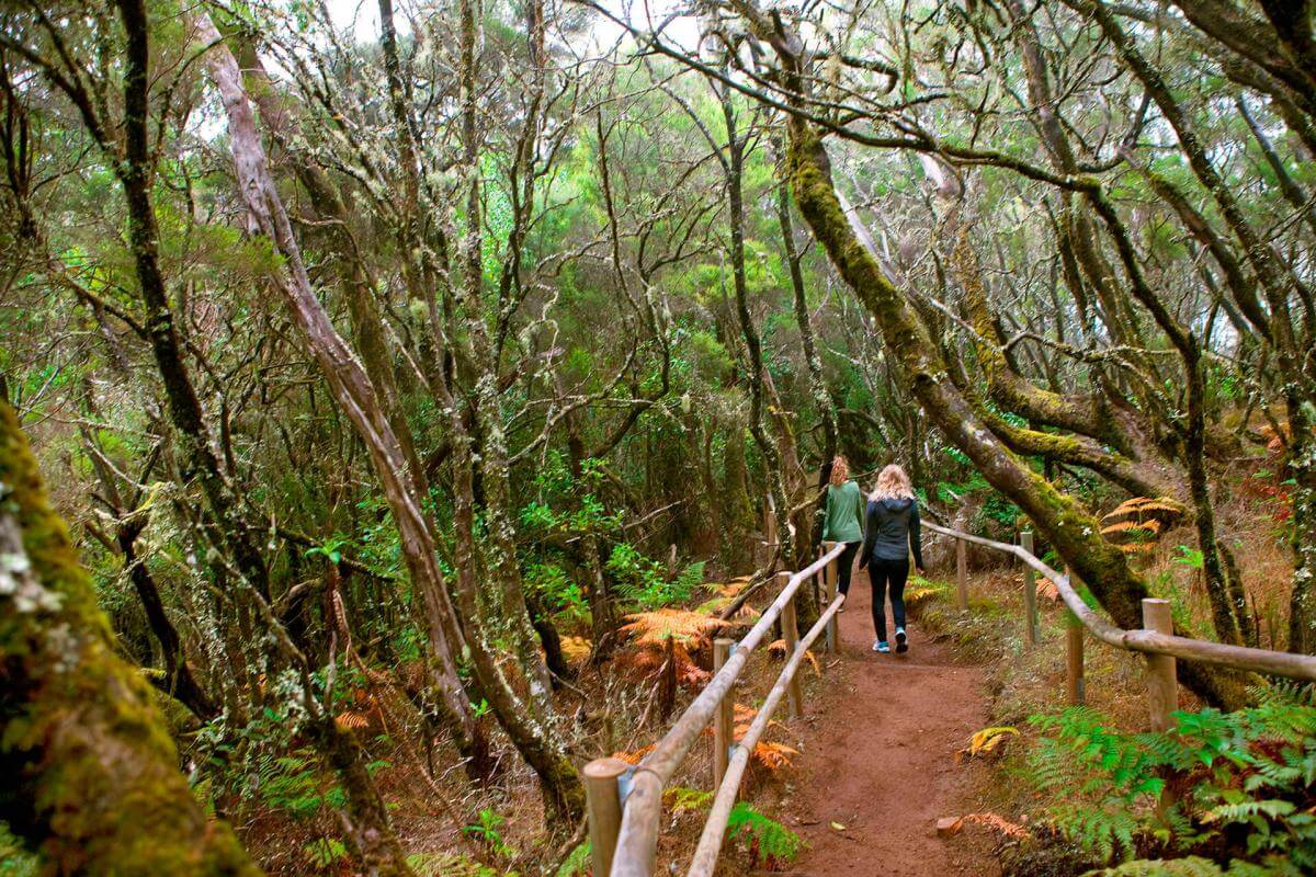 Parque Nacional de Garajonay, en La Gomera