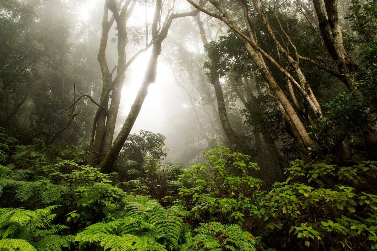 Hermigua, Agulo y Centro de visitantes Juego de Bolas - galeria5