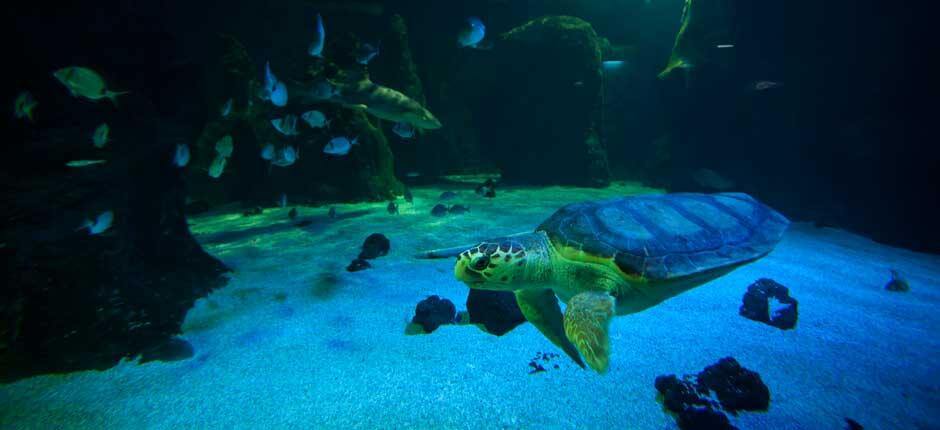 Aquarium Acquari di Lanzarote