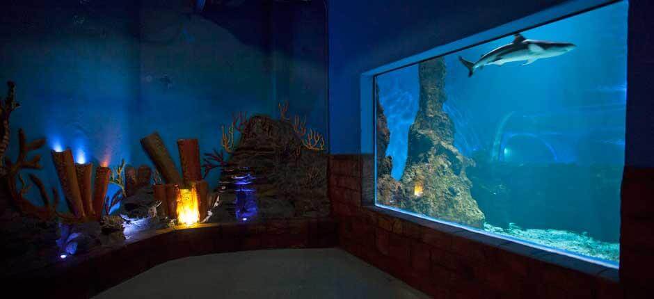 Aquarium Acquari di Lanzarote