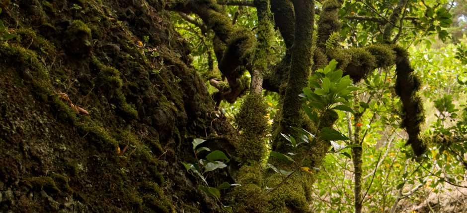 Albero Garoé, a El Hierro