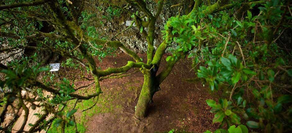 Albero Garoé, a El Hierro