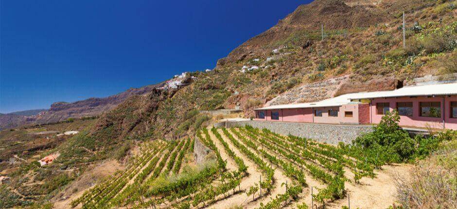 Bodega Bentayga a Gran Canaria