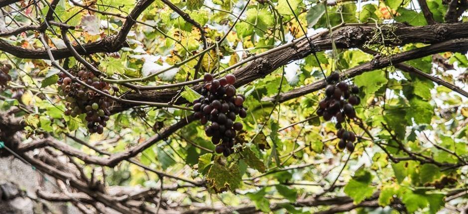 Cantine Los Berrazales + Cantine e caseifici di Gran Canaria