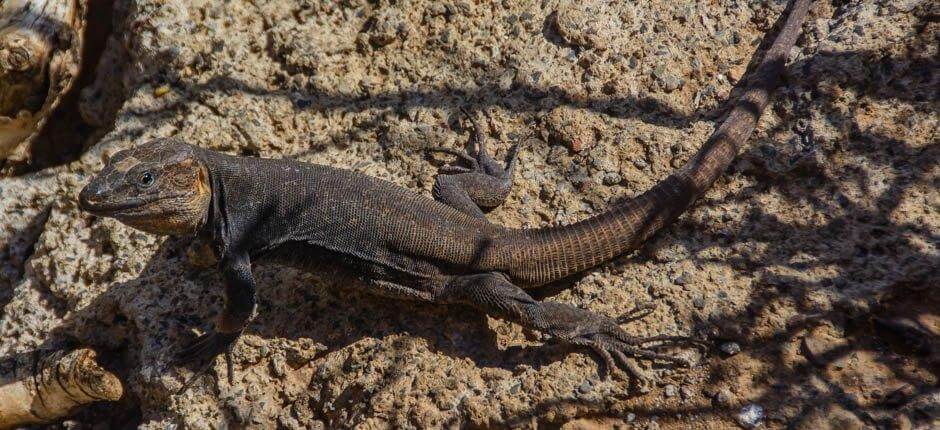 Cenobio di Valerón Gite interessanti a Gran Canaria