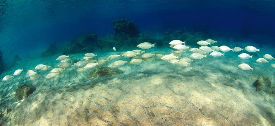 Immergersi alla parete marina di Playa Chica, a Lanzarote