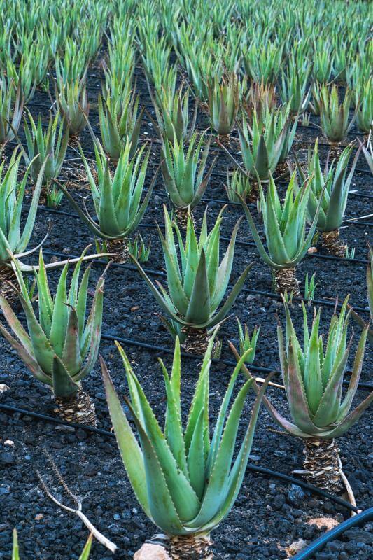 Fábrica Aloe Vera La Oliva