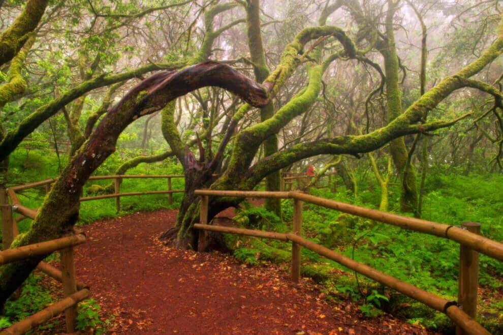 Bosque del Cedro. Parque Nacional de Garajonay