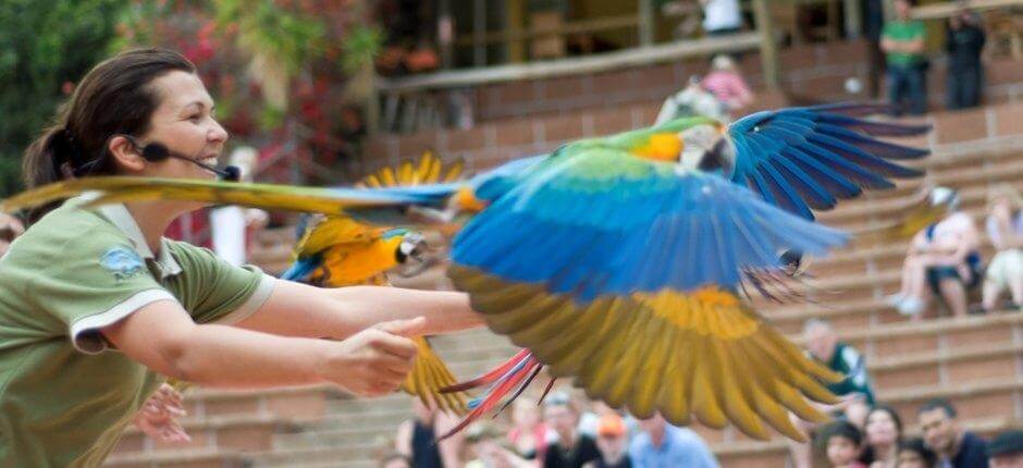 Jungle Park Zoo di Tenerife