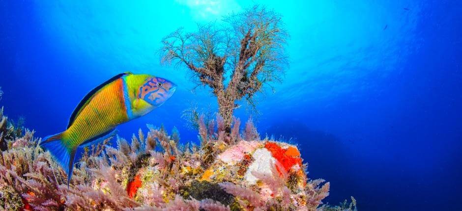 La Cuevita Immersioni a La Gomera