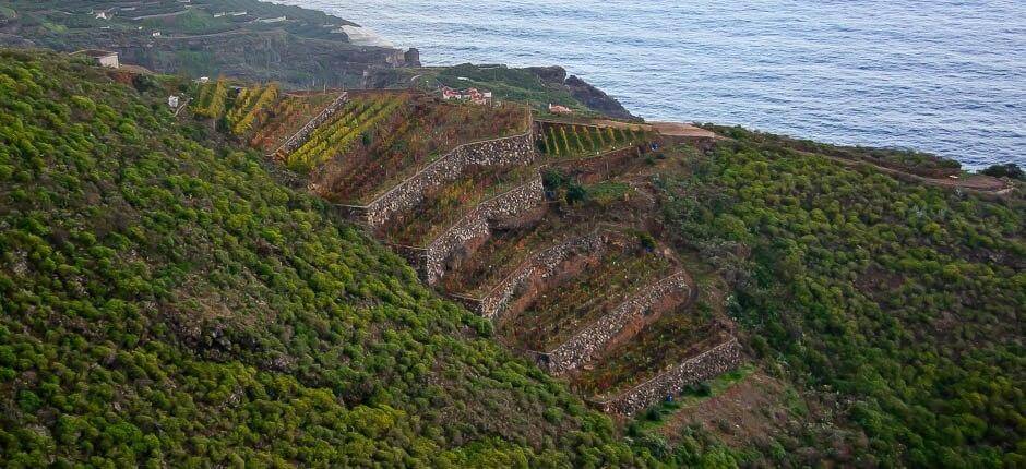 La Galga Borghi di La Palma