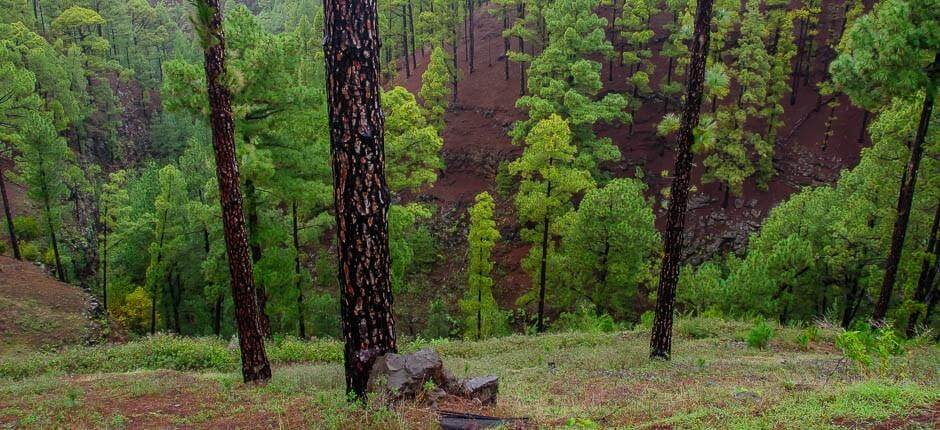 Las Tricias Borghi di La Palma