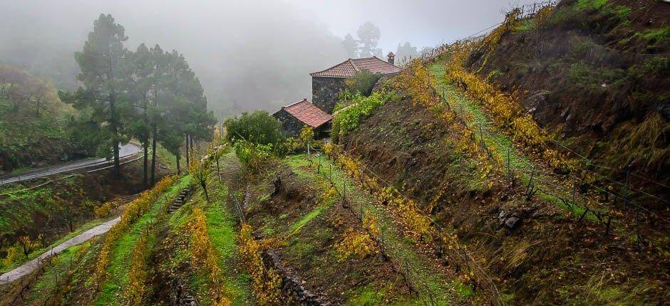 Las Tricias Borghi di La Palma