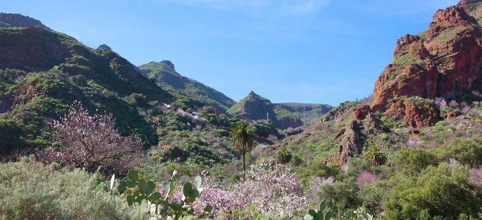 Monumento Natural del Barranco de Guayadeque, en Gran Canaria