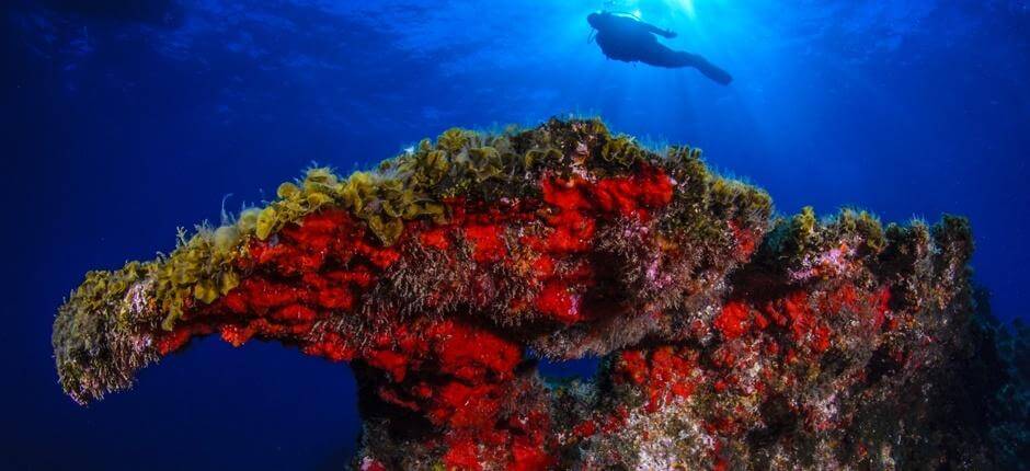 Immergersi a Punta Restinga, a El Hierro