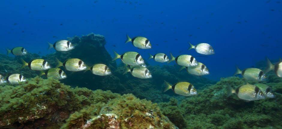 Immergersi a Punta Restinga, a El Hierro