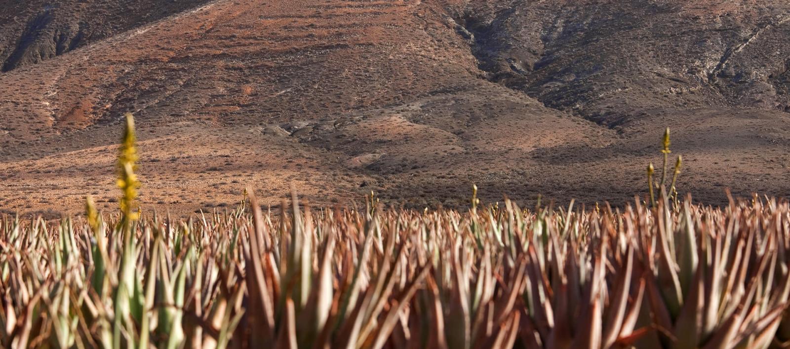 Imagen - Producto Canario - Aloe Vera - 01