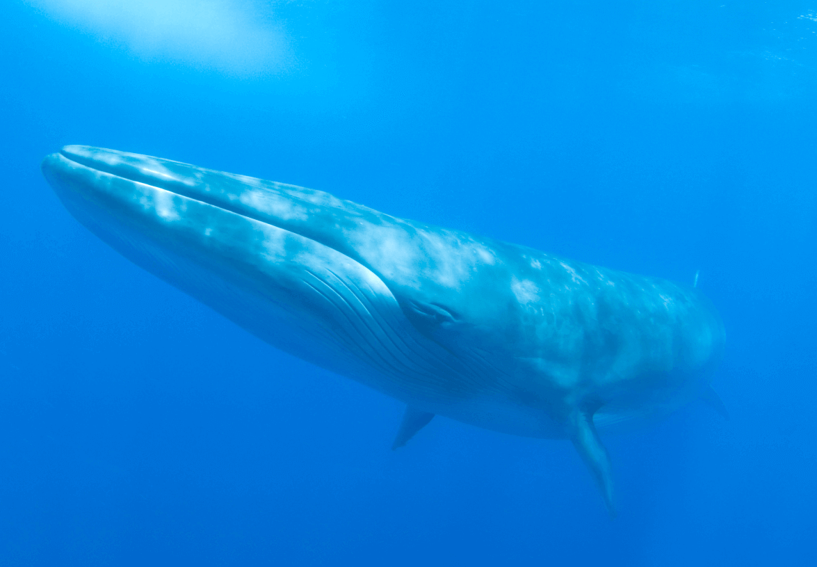 cetaceos recortada vgr