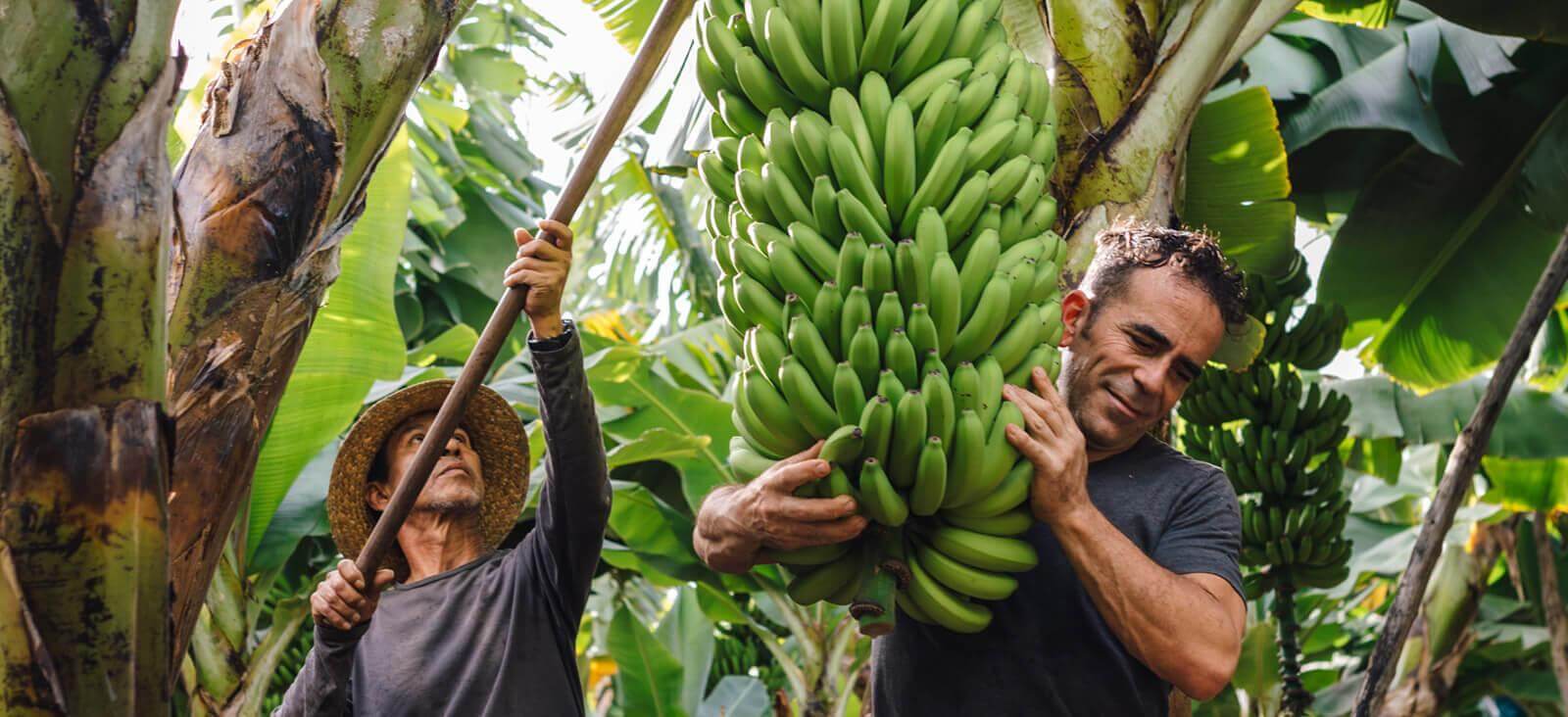 Banani. La Palma