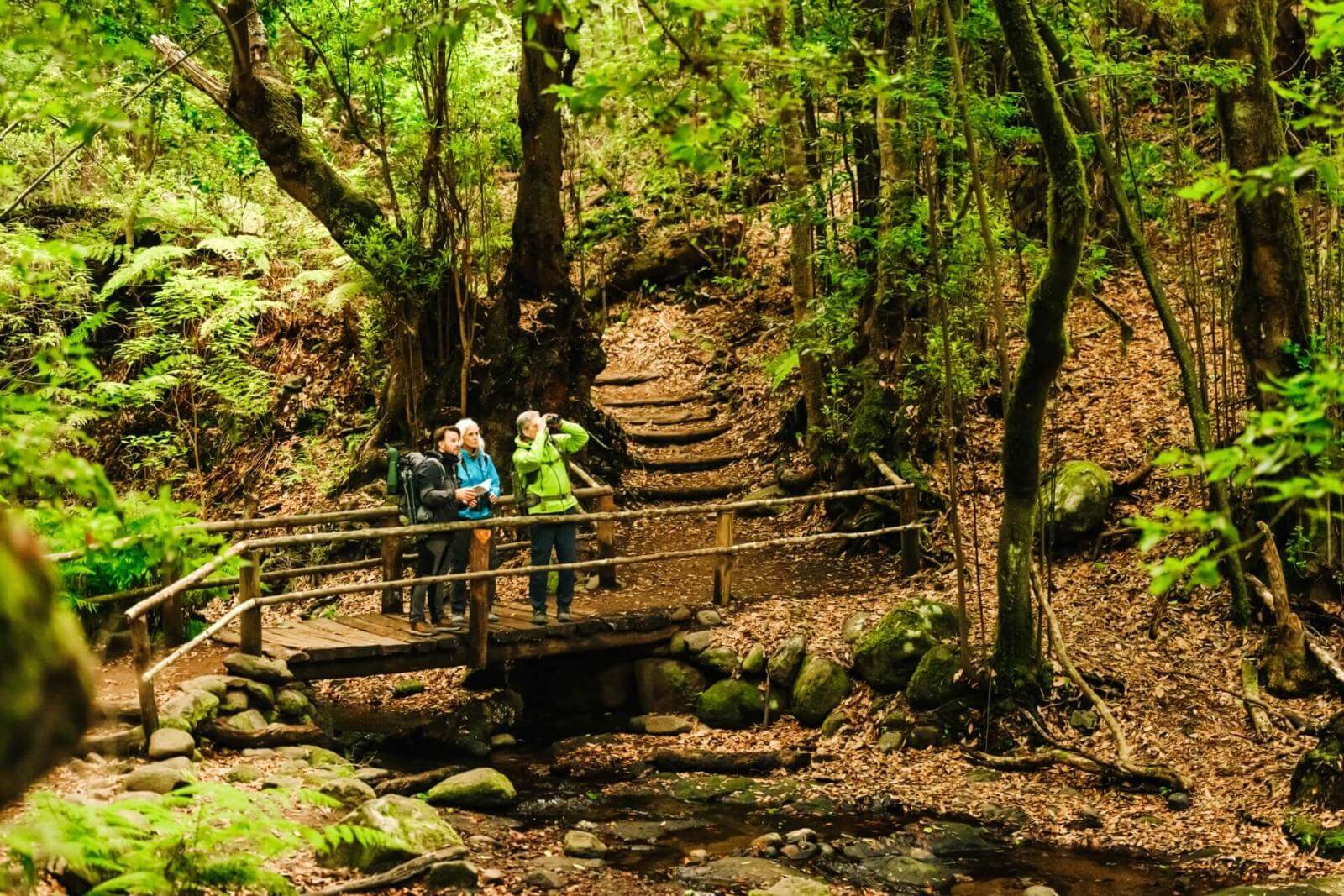 Tre persone attraversano un ponticello di legno su un sentiero dentro una rigogliosa foresta di laurisilva.