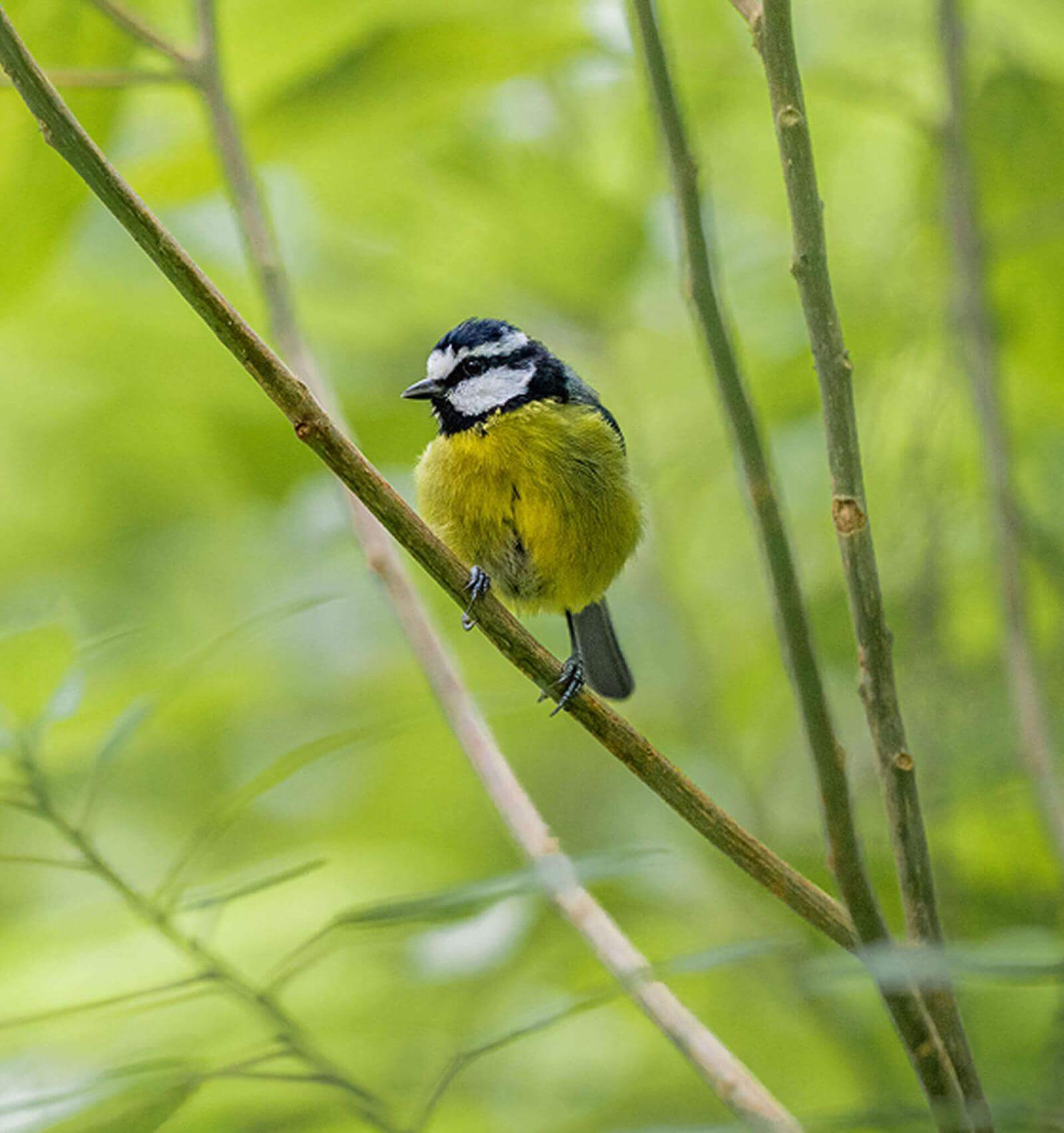 Uccellino dal petto giallo e dalla testa blu e bianca appollaiato su un ramo tra la vegetazione verde.