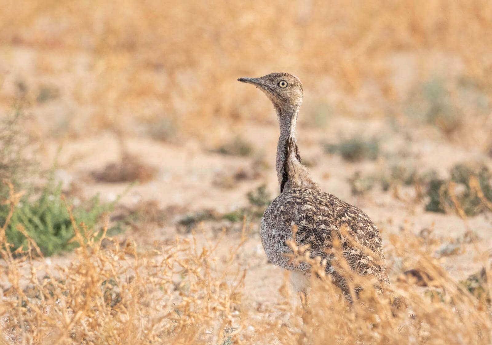 Uccello marrone con collo lungo e piumaggio maculato si erge tra la vegetazione sparsa in un paesaggio arido.