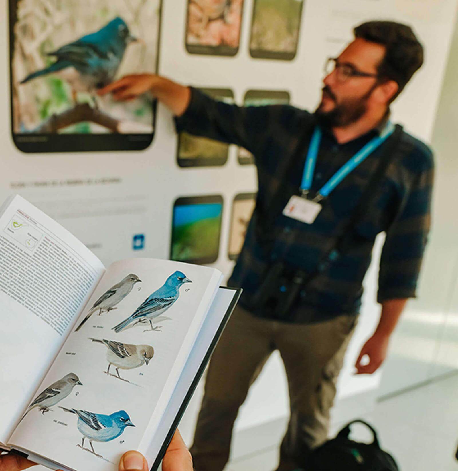 Guida che indica un fringuello azzurro su un pannello informativo del punto panoramico mentre spiega.