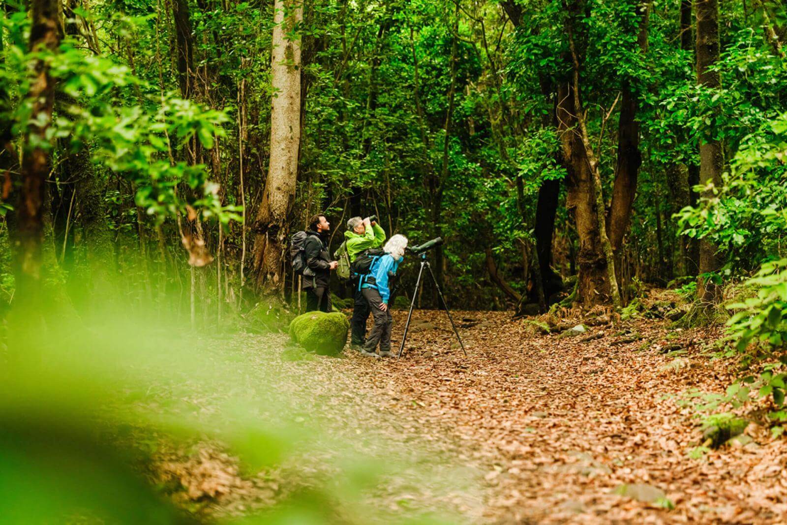 Persone che osservano gli uccelli su un sentiero ricoperto di foglie secche all'interno di una fitta foresta.