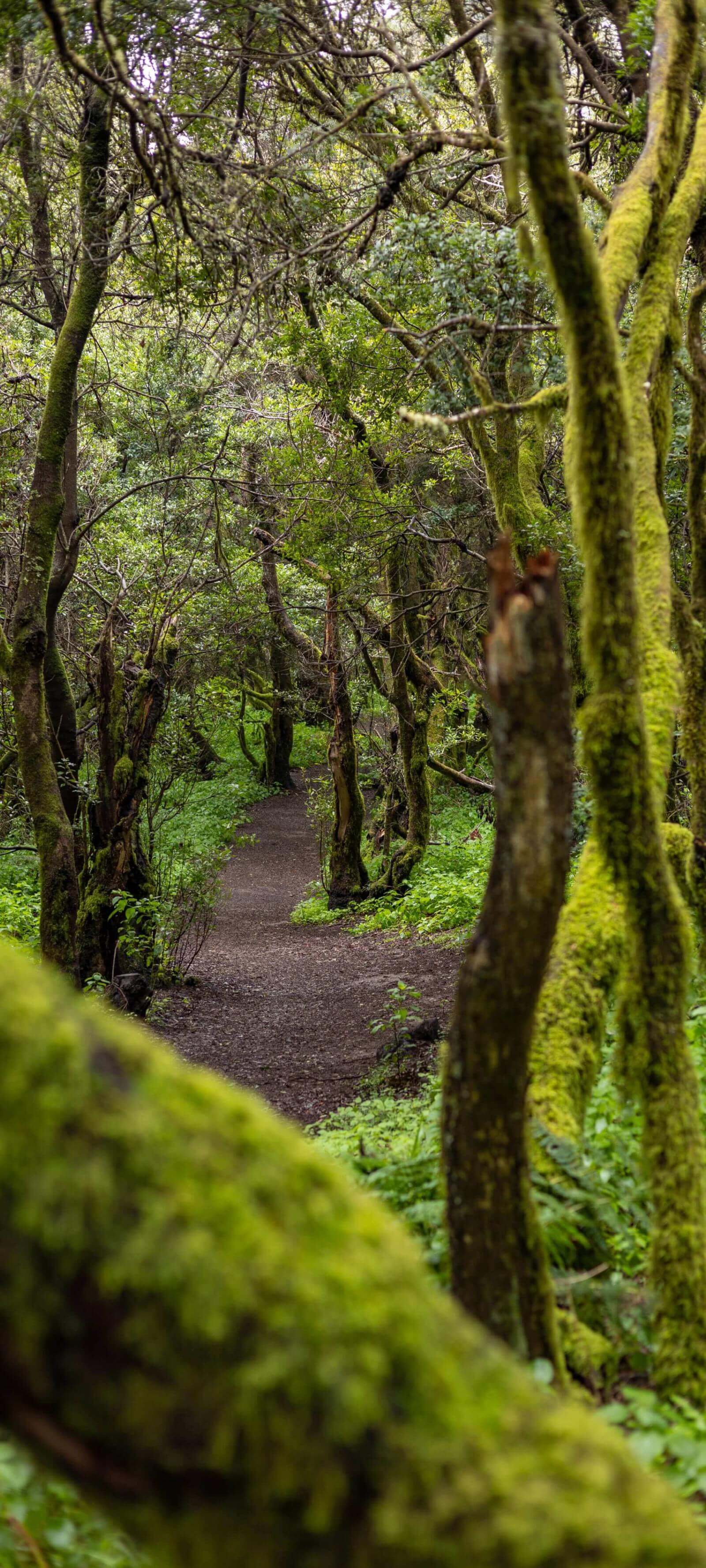 Il sentiero La Llanía a El Hierro attraversa una florida foresta di laurisilva con tronchi coperti di muschio.