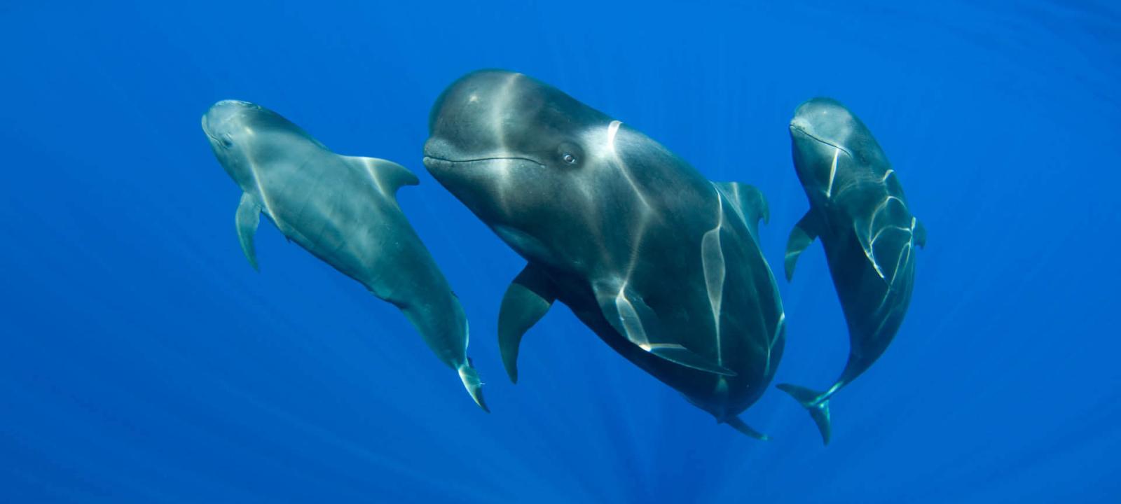 Cetaceos-La-Gomera