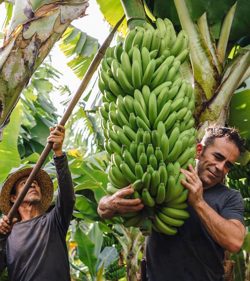Banani. La Palma