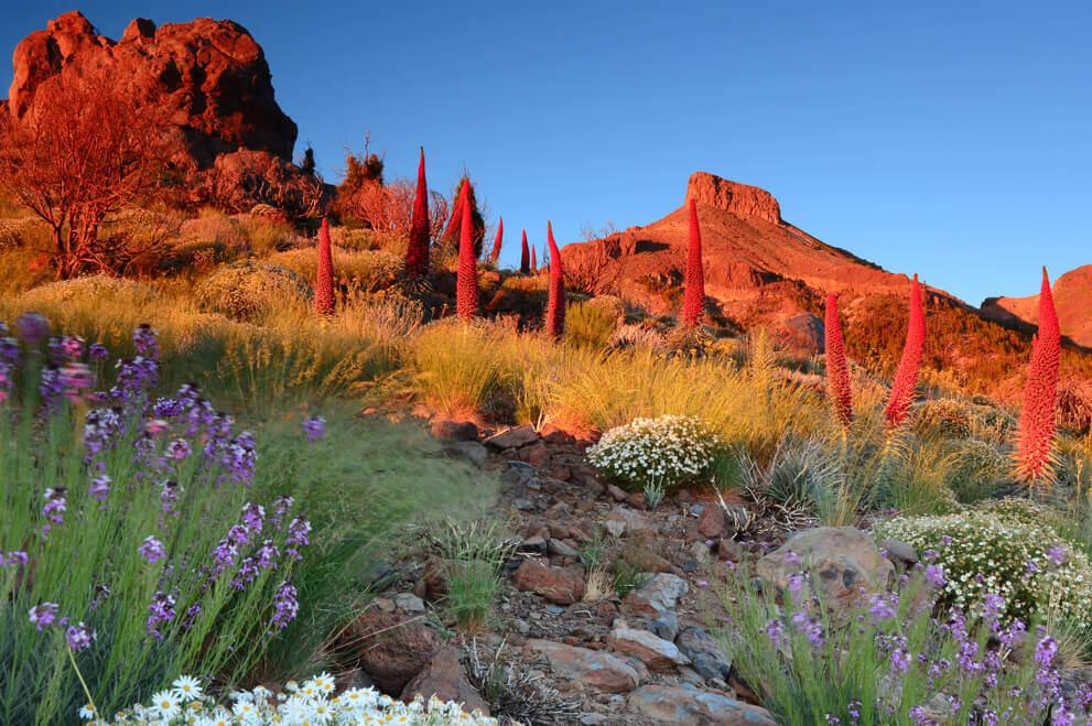 Tajinastes rojos (arbusto endemico del Teide) in fiore sulle pendici del Teide illuminati al tramonto, rocce vulcaniche e macchia canaria.