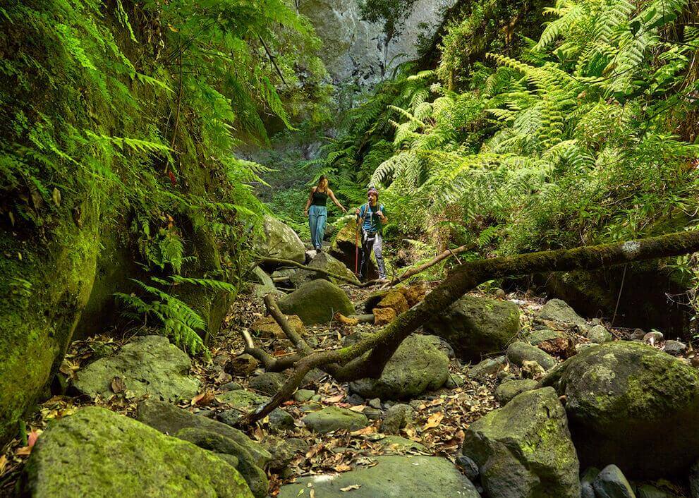Due persone avanzano tra rocce e felci nella Foresta di Los Tilos, circondate da laurisilva.