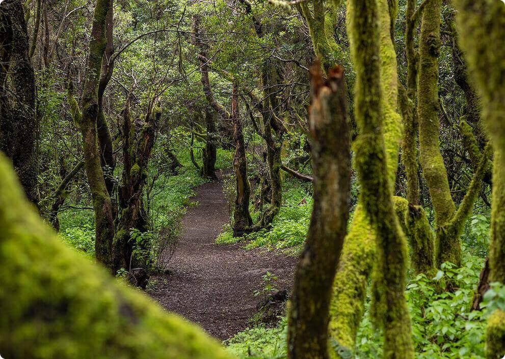 Il sentiero La Llanía a El Hierro attraversa una florida foresta di laurisilva con tronchi coperti di muschio.