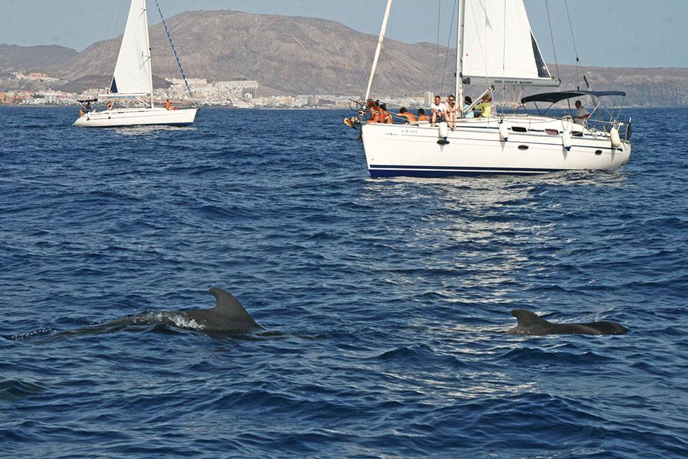 Tenerife. Cetaceos