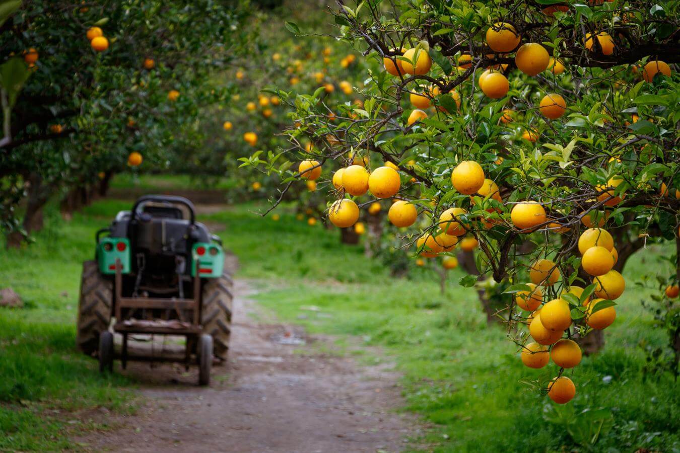 Naranjas