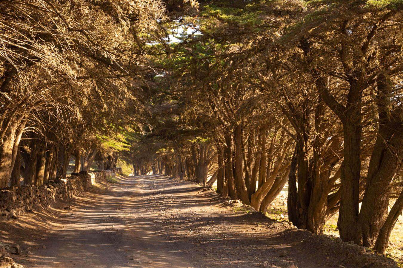 La Dehesa - El Sabinar. El Hierro.