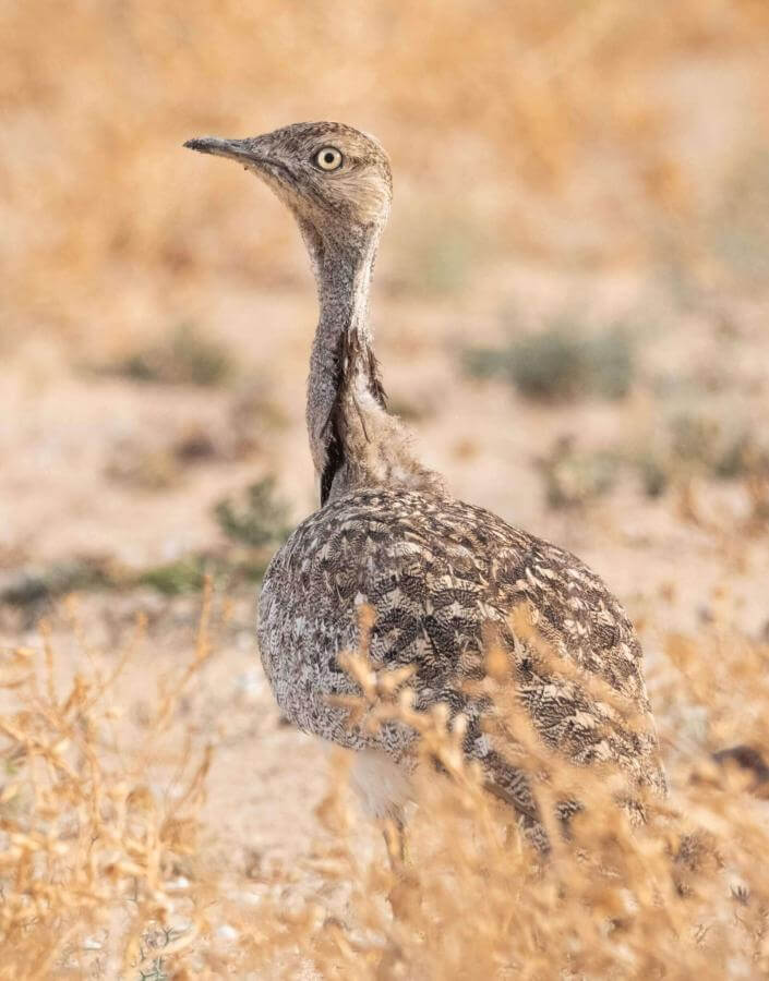 Otarda di Houbara delle Canarie