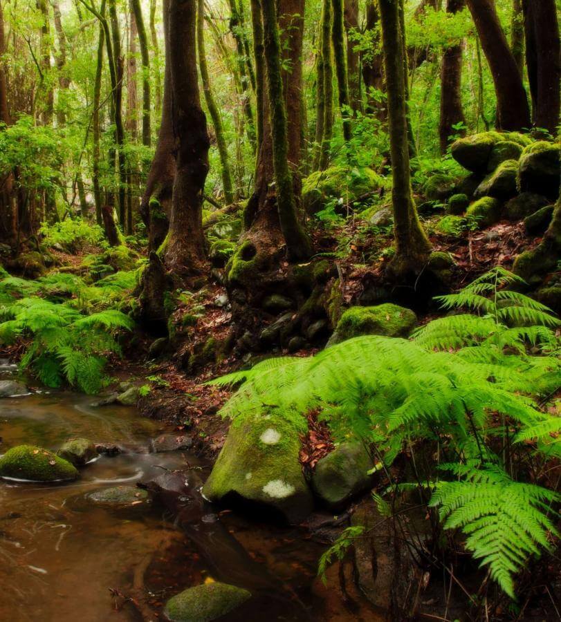 Foresta di laurisilva a El Cedro, La Gomera.