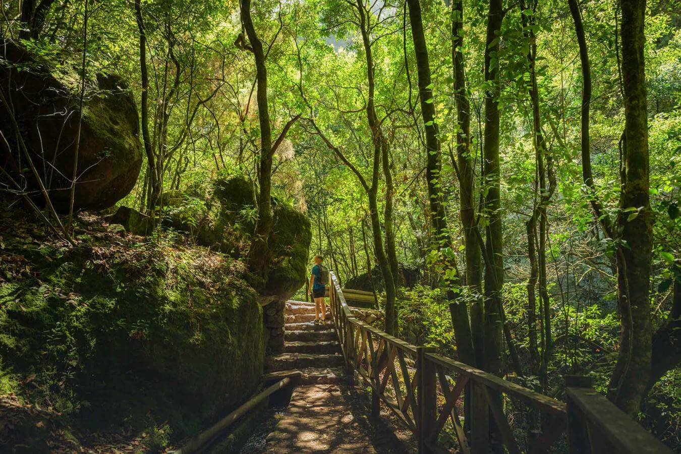 Bosque de Los Tilos